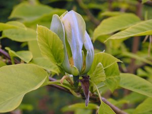 Magnolia acuminata ‘Blue Opal’