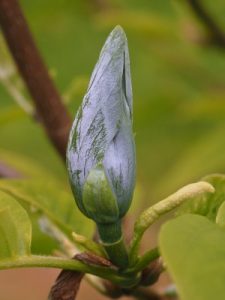 Magnolia acuminata ‘Blue Opal’