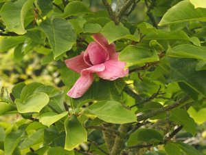 Magnolia ‘Felix Jury’