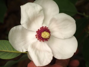 Magnolia sieboldii ‘Colossus’