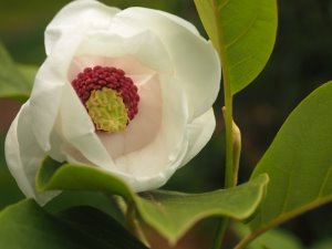 Magnolia sieboldii ‘Colossus’
