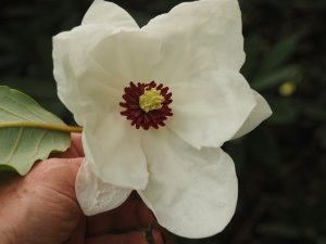 Magnolia sieboldii var. sinensis