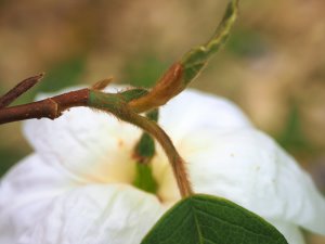Magnolia sieboldii var. sinensis