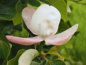Magnolia ‘Summer Solstice’