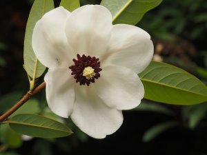 Magnolia wilsonii