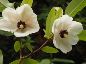 Magnolia wilsonii