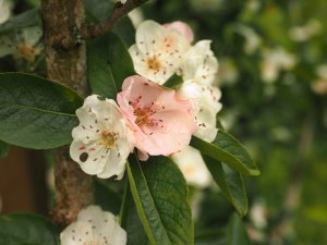 Malus transitoria ‘Roundabarrow Ruby’