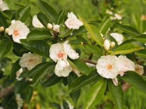 Malus transitoria ‘Roundabarrow Ruby’