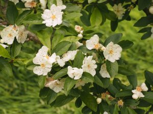Malus transitoria ‘Roundabarrow Ruby’