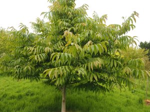 Pterocarya insignis