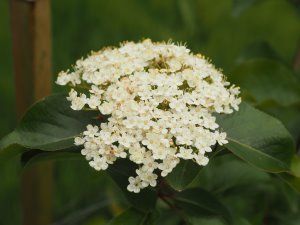 Viburnum prunifolium