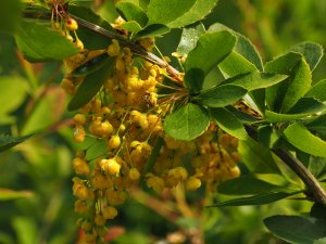 Berberis jamesiana