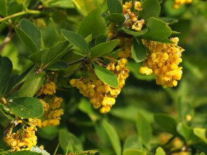 Berberis jamesiana