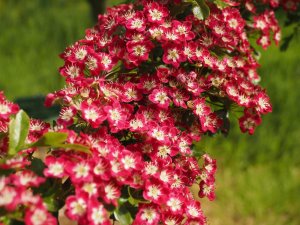 Crataegus laevigata ‘Crimson Cloud’
