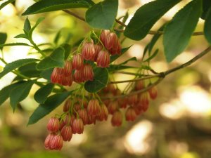 Enkianthus campanulatus ‘Hollandia’