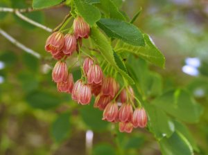Enkianthus campanulatus ‘Hollandia’