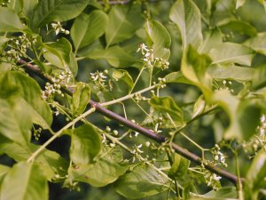 Euonymus latifolius