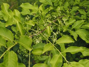 Euonymus latifolius