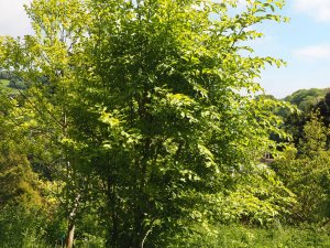 Euonymus latifolius