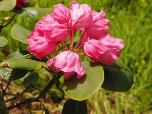 Rhododendron orbiculare