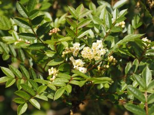 Sorbus reducta