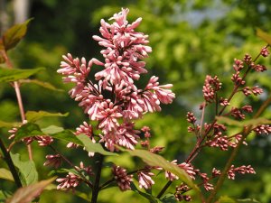 Syringa tomentella
