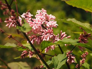 Syringa tomentella