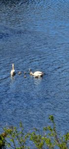 8 cygnets
