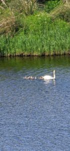8 cygnets