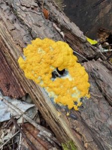 Fuligo septica var. flava