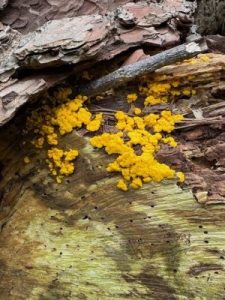 Fuligo septica var. flava