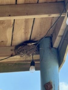 Swallows nesting