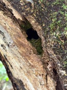A wrens nest