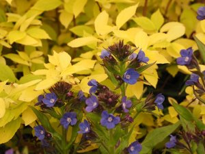 Anchusa ‘Loddon Royalist’ and Philadelphus coronarius ‘Aureus’