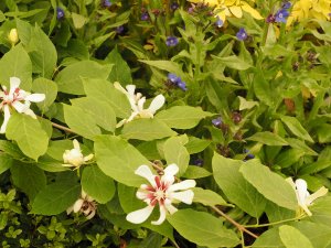 Anchusa ‘Loddon Royalist’ and Philadelphus coronarius ‘Aureus’
