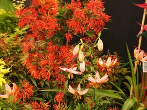 Lily martagon ‘Sunny Morning’ and Embothrium lanceolatum ‘Ñorquinco’