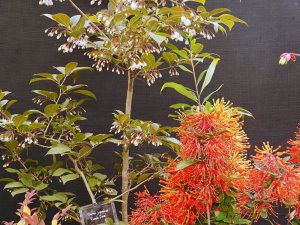 Styrax japonicus ‘Purple Dress’ and Embothrium lanceolatum ‘Ñorquinco’