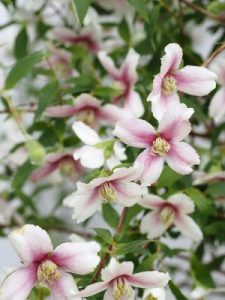 Philadelphus ‘Petite Perfume Pink’