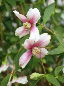 Philadelphus ‘Petite Perfume Pink’
