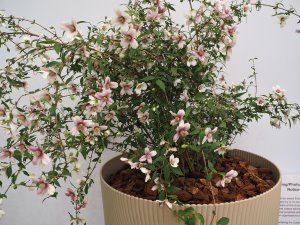 Philadelphus ‘Petite Perfume Pink’