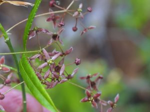 Euonymus cornuus (TH 659)