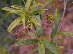 Euonymus cornuus (TH 659)