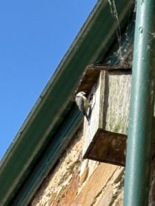 Blue tits nesting