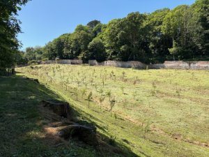 Grass cutting