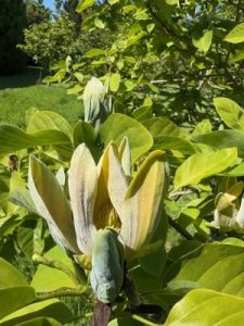 Magnolia acuminata ‘Seiju’