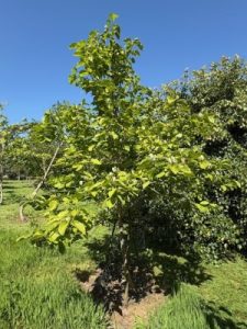 Magnolia acuminata ‘Seiju’