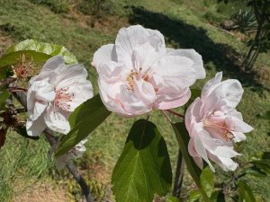 Malus coronaria var. dasycalyx ‘Charlottae’
