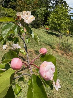 Malus coronaria var. dasycalyx ‘Charlottae’