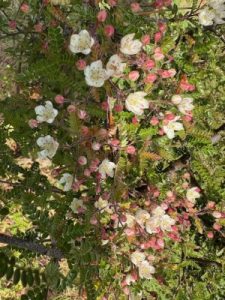 Osteomeles subrotunda