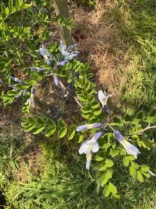 Sophora davidii